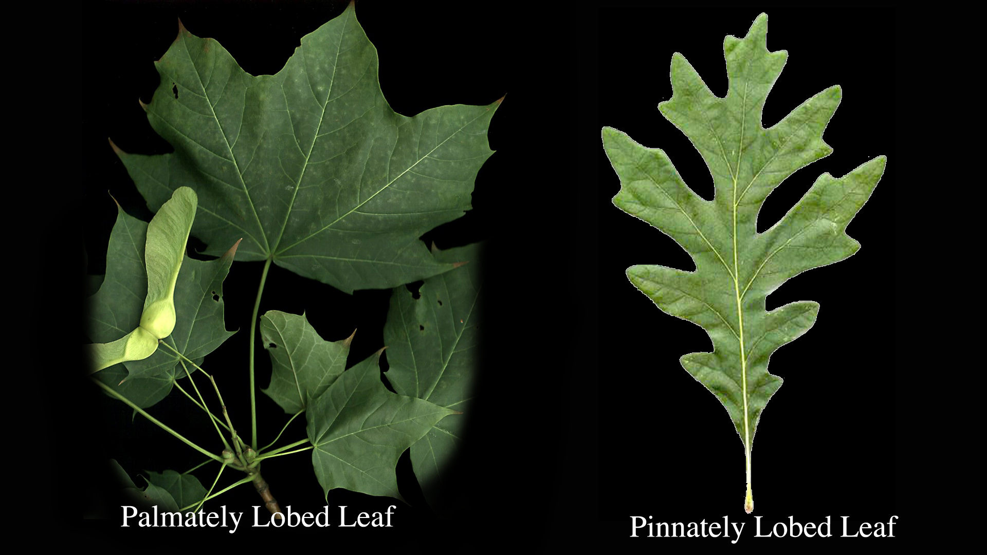 What Does A Lobed Leaf Look Like